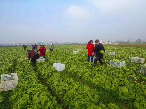 平度市古峴鎮(zhèn)圓滿完成冬奧會保供任務